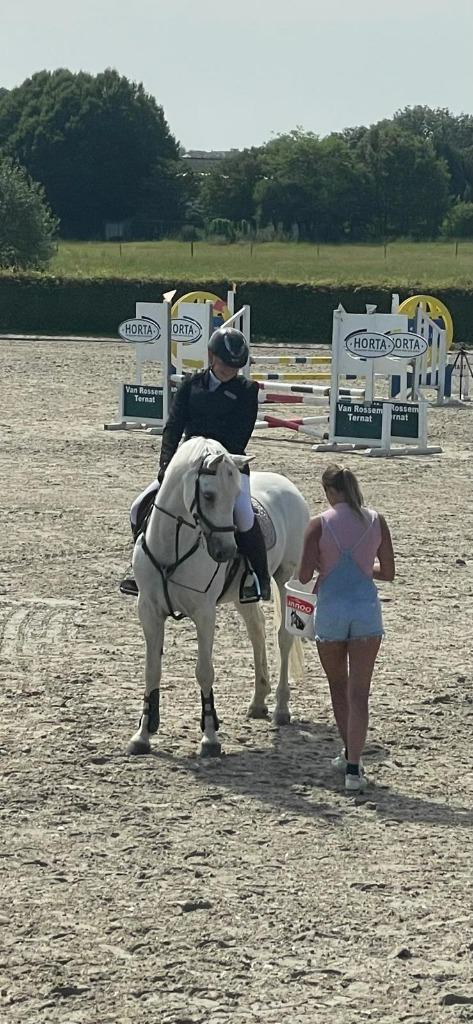 Poneys, Dieren en Toebehoren, Pony's, Ruin, D pony (1.37m tot 1.48m), 7 tot 10 jaar, Met stamboom, Ontwormd, Ingeënt