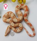 Boa IMG albino 66% het anery sterling, Dieren en Toebehoren