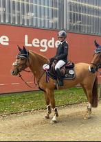 Springpony, Dieren en Toebehoren, Merrie, Springpony