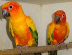 couple de conure soleil reproducteur, Animaux & Accessoires, Oiseaux | Perruches & Perroquets