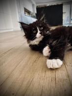 Maine Coon Katertje beschikbaar, Dieren en Toebehoren, Katten en Kittens | Raskatten | Langhaar, Meerdere dieren, Gechipt, 0 tot 2 jaar