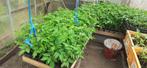 TOMATEN / ZOETE PUNT PAPRIKA / KOMKOMMER  planten, Tuin en Terras, Planten | Tuinplanten, Ophalen, Eenjarig, Groenteplanten