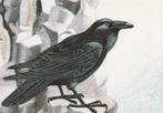 RAAF, Verzamelen, Postkaarten | Dieren, Verzenden, Ongelopen, Vogel