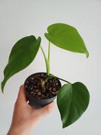 Monstera Deliciosa Compacta "dwarf", Autres espèces, En pot, Enlèvement ou Envoi, Moins de 100 cm