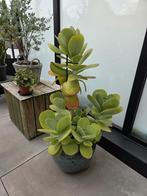 Kalanhoe tetraphyla met pot en schaal, Tuin en Terras, Planten | Tuinplanten, Ophalen