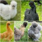 Poules nègres soies de toutes les couleurs. 6 mois., Poule ou poulet