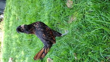 Padua haan beschikbaar voor biedingen