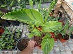 Canna Wolfsong, Volle zon, Vaste plant, Zomer, Ophalen