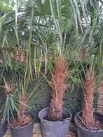 Palmbomen winterhard, Tuin en Terras, Planten | Tuinplanten, Vaste plant, Lente, Overige soorten, Ophalen
