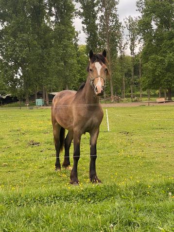Welsh cob veulen, Poney D (1.37 m à 1.48m), 0 à 2 ans, Jument, Non dressé