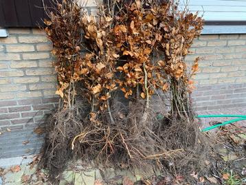 Haagplanten , Beuk ,Haagbeuk ,Ligustrum , beschikbaar voor biedingen