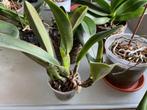 Gezocht: Cattleya orchideeën, Huis en Inrichting, Ophalen of Verzenden, Overige soorten