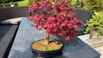 bonsai, Tuin en Terras, Planten | Bomen, Ophalen