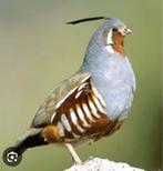 Colin montagne recherche une Femelle, Enlèvement ou Envoi, Neuf, Belgique