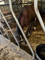 Jument de 3 ans à vendre, Animaux & Accessoires