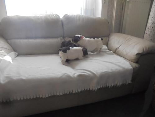 franse buldog pups, Dieren en Toebehoren, Honden | Bulldogs, Pinschers en Molossers, Reu, Bulldog, Fokker | Hobbymatig, Meerdere