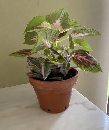 Plantes : COLEUS et TRADESCANTIA nanouk, Autres espèces, En pot, Plante à fleurs, Moins de 100 cm
