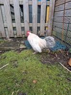 Klein jong haantje, Dieren en Toebehoren, Pluimvee