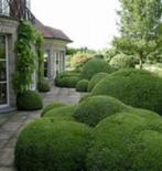 Plantation de nuages de buis, plantes des nuages de tube, Enlèvement ou Envoi