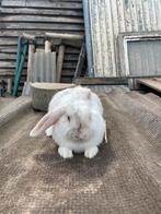 Nhd konijntje, Dieren en Toebehoren, Konijnen, Vrouwelijk, Middelgroot, Hangoor, 0 tot 2 jaar