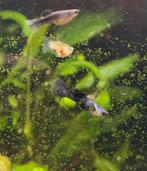 Panda endlers 2 man 8 vrouw, Dieren en Toebehoren, Vis, Zoetwatervis, Schoolvis