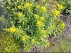 Diverse potten van winterharde huldenroede, Ophalen, Zomer, Vaste plant, Overige soorten