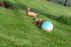 Teckel pups langhaar geboren in Belgie, België, 8 tot 15 weken, Dwerg, Langhaar