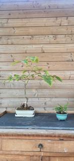 Bonsai. Acer davidii. Slangenesdoorn., Tuin en Terras, Planten | Bomen, Ophalen