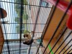 Kanaries, Dieren en Toebehoren, Vogels | Overige Vogels, Geslacht onbekend, Geringd