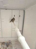 Ivoor Sijs pop 2025, Dieren en Toebehoren, Vrouwelijk, Wildzangvogel, Geringd