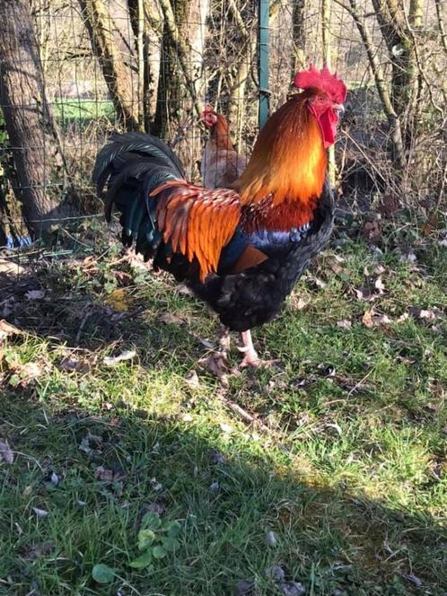 Zoek haan van Marans ras, Dieren en Toebehoren, Pluimvee, Kip, Mannelijk