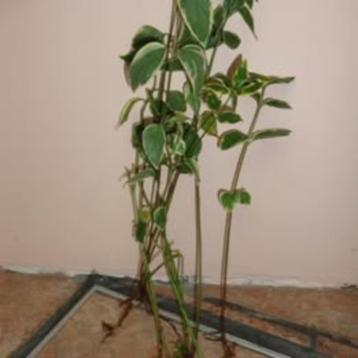 pervenche Vinca major Variegata à feuillage panaché beschikbaar voor biedingen