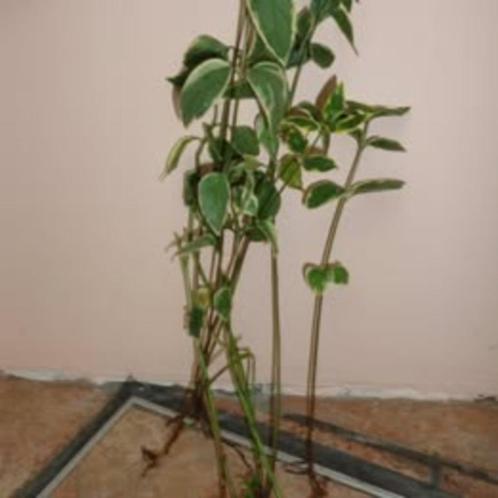 pervenche Vinca major Variegata à feuillage panaché, Tuin en Terras, Planten | Tuinplanten, Vaste plant, Bodembedekkers, Halfschaduw