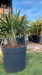 Trachycarpus Fortunei, Ophalen, Palmboom