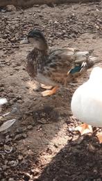 Hollandse kwaker, Dieren en Toebehoren, Mannelijk, Eend