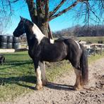 Paard TinkerxFries, Animaux & Accessoires, Chevaux