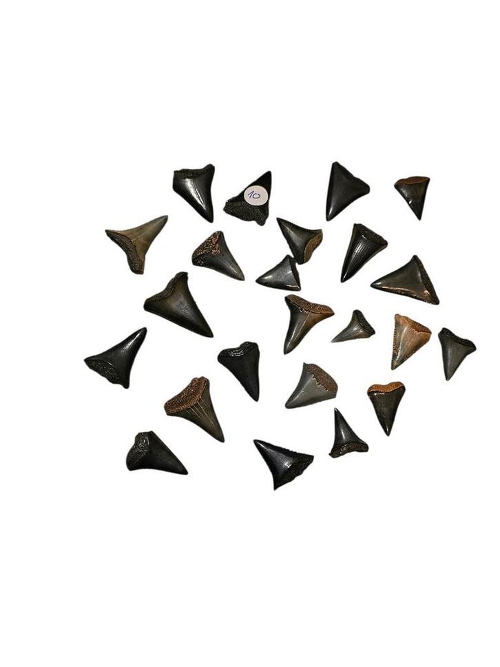 Carcharodon carcharias à dents de requin blanc., Motos, Accessoires | Autocollants, Enlèvement ou Envoi