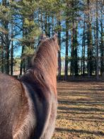Grote Tinker ruin, Hongre, Poney E (1.48 m - 1.57m), Poney de récréation, 11 ans ou plus