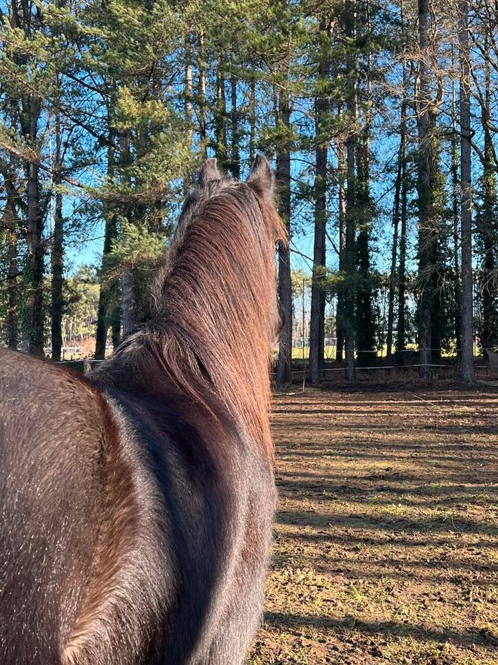 Grote Tinker ruin, Animaux & Accessoires, Poneys, Hongre, Poney E (1.48 m - 1.57m), Poney de récréation, 11 ans ou plus