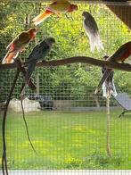 Australische parkieten, Meerdere dieren, Parkiet, Geringd