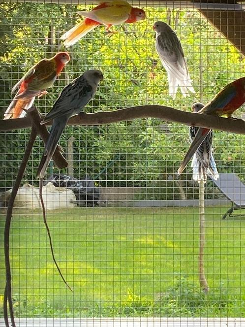 Australische parkieten, Dieren en Toebehoren, Vogels | Parkieten en Papegaaien, Parkiet, Meerdere dieren, Geringd