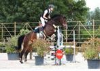 17 jarige ruin spring/recreatief, Hongre, M