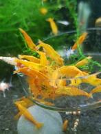 orange Sakura garnalen gratis pakje garnalen lolly+houder, Dieren en Toebehoren, Vissen | Aquariumvissen, Kreeft, Krab of Garnaal