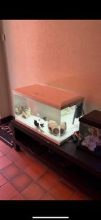 Aquarium 60l voor vissen met filter en toebehoren
