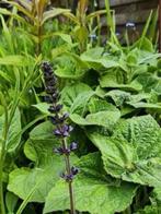 Salvia verticillata , lees beschrijving, Tuin en Terras, Volle zon, Vaste plant, Lente, Ophalen