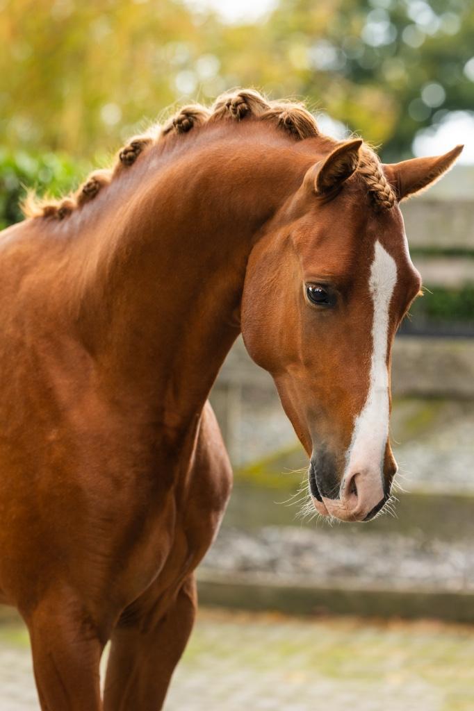 Knappe D-pony hengst, Dieren en Toebehoren, Pony's, Hengst, Onbeleerd, D pony (1.37m tot 1.48m), Dressuurpony, 0 tot 2 jaar