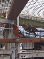 Witband kruisbeken, Dieren en Toebehoren, Wildzangvogel, Geringd