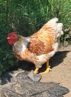 Coq wyandotte liseré