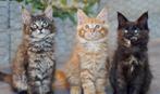 Superbe Maine coon, Dieren en Toebehoren, Katten en Kittens | Raskatten | Langhaar, Meerdere dieren, Gechipt, 0 tot 2 jaar