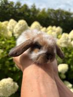Super lieve Nederlandse dwerg hangoortjes, Dieren en Toebehoren, Konijnen, Dwerg